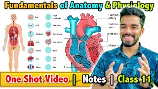 Fundamentals of Anatomy and Physiology in Sports  Class 11  Unit  7  FREE Notes 🔥 [upl. by Ardnuhsed417]