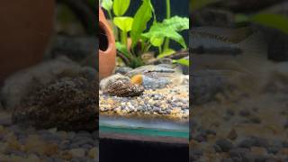 Apistogramma Trifasciatafish apistogramma fishing nature fishbreeding fishfarming freshwater [upl. by Addi]