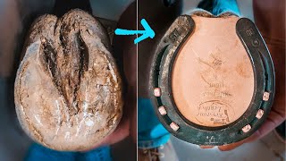 PAINFUL HORSE HOOF  Satisfying Therapeutic HORSESHOEING  Farrier [upl. by Maria]