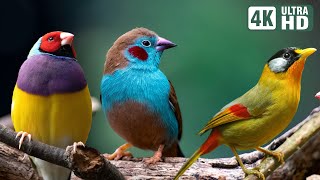 Magnificent Birds  Stunning Nature  Stress Relief  Relaxing Birds Sound  Soothing Birds Chirping [upl. by Iago538]