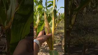 Bayer Laudis 100 Results on Corn Farming in India Hindi gharkikheti cornfarming [upl. by Nnel]