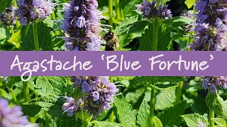 Agastache Blue Fortune at Prides Corner Farms [upl. by Lebiram770]