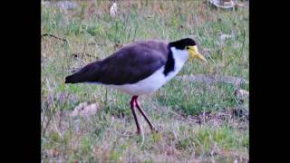 Masked Lapwing Plover bird call and mating [upl. by Xirtaeb971]