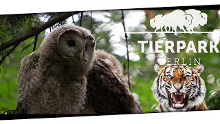 Rundgang durch den Tierpark Berlin Tiere hautnah erleben  16062024 [upl. by Monroe749]