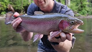 Wild Bows and Stocked Trophy Trout on the Tellico River [upl. by Elianore]