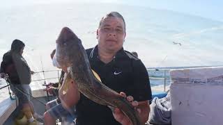 Cod fishingWreck fishing Whitby North Yorkshiresea fishing [upl. by Fennelly]