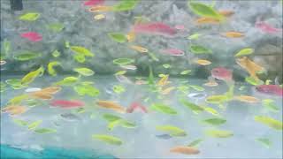 Glofish Zebra Danio  how to care telling its gender tank mates feeding breeding Glofish danio [upl. by Eniloj]