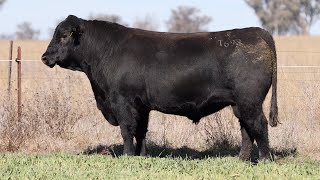 Lot 66 EVT22T693 Peakes Bowen 2024 [upl. by Repotsirhc706]