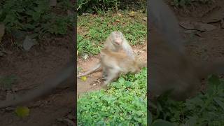 Wildlife monkey in Mohanokor troop monkeyaction monkeybehavior shortsvideo [upl. by Parrie]