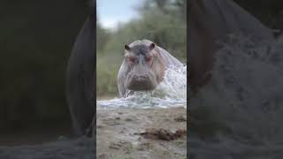 hippopotamus attack shorts safari [upl. by Wald]