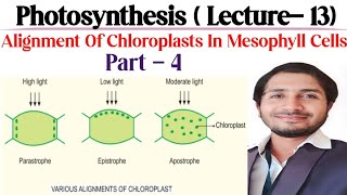 Photosynthesis Lecture 13 part4 Alignment of Chloroplasts in Mesophyll cells [upl. by Olympe]