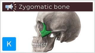 Zygomatic bone  Anatomical Terms Pronunciation by Kenhub [upl. by Josh]