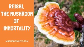 The Four Top Health Benefits of Reishi Mushrooms [upl. by Marni702]