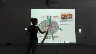 The Lymphatic System and Immunity Part 22 [upl. by Lirpa]