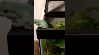 Frog Tree Frog Wont Eat [upl. by Clea]