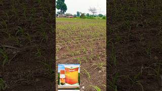 Laudis  Foost Result on Maize Bayer Product maize [upl. by Etti]