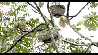 A 3Toed Sloth Feud [upl. by Rebecka]