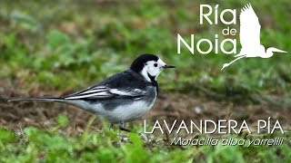 Lavandera pía o enlutada  Lavandeira moura Motacilla alba yarrellii Ría de Noia [upl. by Silliw823]