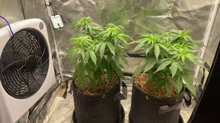 Dinafem Purps 1  47 days from germination [upl. by Adlog]