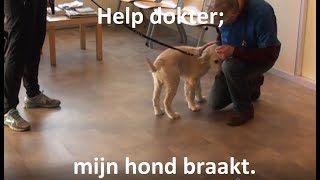 Help dokter mijn hond braakt [upl. by Mayberry721]