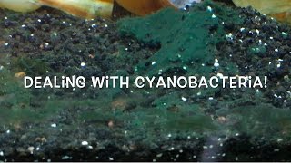 Dealing with Cyanobacteria [upl. by Adlaremse590]