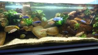 Aquarium 450 litre cichlidés du lac malawi [upl. by Ainaznat]