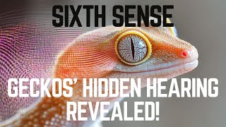 Scientists Uncover Auditory Sixth Sense in Geckos [upl. by Nalliuq]