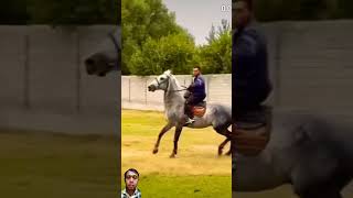 amazing horse horse rodeo cow [upl. by Kathy]