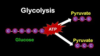 Glycolysis MADE EASY [upl. by Willem]