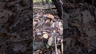 Porcini🍄Boletus Reticulatus10102024 mushroom wildmushrooms grzyby fungi short porcini new [upl. by Latoniah708]