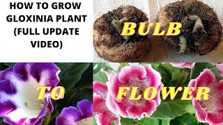 HOW TO GROW GLOXINIA  FULL UPDATE VIDEO FROM PLANTING A BULB TO FLOWERING EASY CARE TIPS [upl. by Sirotek]