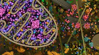 🔬 Evolution of complex life by Endosymbiosis 💉 [upl. by Hadlee]