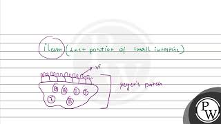 Define the following  Peyers patches [upl. by Kuehn]