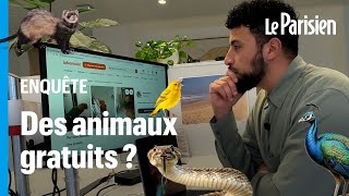 Pourquoi des centaines danimaux sont offerts sur Le Bon Coin [upl. by Haras]