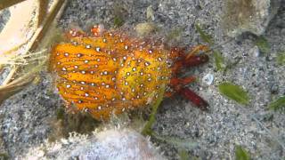 Apnée à lîle Hermitage Rodrigues Maurice  Snorkeling near Hermitage Rodrigues Mauritius [upl. by Noicpesnoc320]