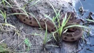 COBRA CAIÇACA BOTHROPS MOOJENI ANIMAIS PEÇONHENTOS Caissaca Caiçara Jacuruçu ou Jararacão [upl. by Belak]