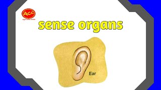 Sense Organs  We have Five sense Organs  Kids exam  Kids learning video  Learn English [upl. by Nuawtna278]