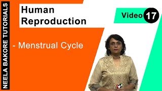 Human Reproduction  NEET  Menstrual Cycle  Neela Bakore Tutorials [upl. by Rhys]