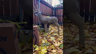 Late season bound🏹🦌archery bow shortsvideo shorts short reels trending trendingshorts 3d [upl. by Cati]