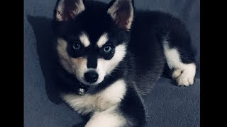 Alaskan Klee Kai  Top 10 Facts [upl. by Eleahcim]