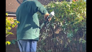 Pruning the buddleia or butterfly bush [upl. by Lipfert]