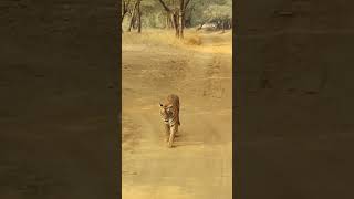 Ranthambhore National parkranthamborenationalpark tiger youtubeshorts [upl. by Bakeman870]