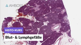 Histologie von Blutgefäßen und Lymphgefäßen  Mikroskopische Anatomie  AMBOSS Video [upl. by Lark]