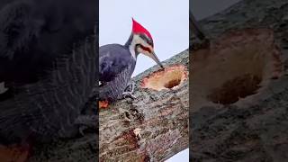 😱😱 Woodpecker Bird 🕊️🕊️ amazingfacts factsinhindi animals birds interestingfacts science [upl. by Ttegdirb]