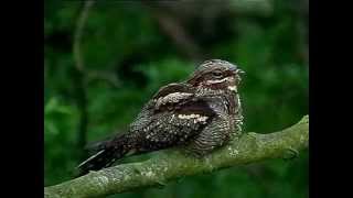 Nightjar singing in daylight [upl. by Eatnoed]