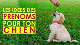 Les prenoms de chiens  comment nommer son chien en S 2021 60 [upl. by Elka]