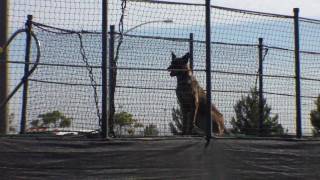 Record Breaking Jump Malinois Dock Diving [upl. by Eynaffit]