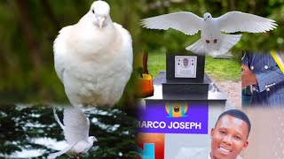 WHITE DOVE 🕊️🕊️ on the grave of MARCO wa ZABRON 😭 wife narret everyday at 6amBabasteve1 [upl. by Nirehtac]