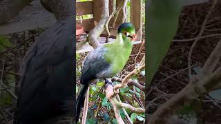 White cheeked turaco bird birds nature animals pets aviary cute [upl. by Kimura]