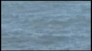 Spinner Shark Flips Out in Myrtle Beach SC [upl. by Eerrahs]